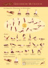 Yoga Übungsplan Anfänger und Mittelstufe (A3)